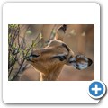Impala