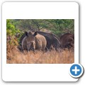 Breitmaulnashorn