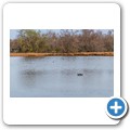Flusspferd