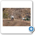 Nilgans
