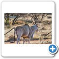 Mokala NP - Mosu Lodge - Elenantilope