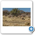 Impala