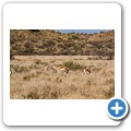 Impala