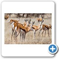 Springbock