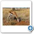 Springbock