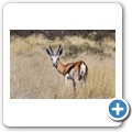 Springbock
