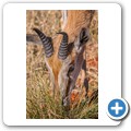 Springbock