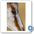 Springbock