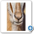 Springbock