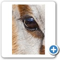 Springbock