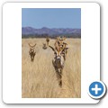 Roan Antilope