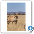 Roan Antilope