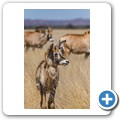 Roan Antilope