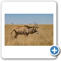 Roan Antilope