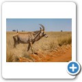Roan Antilope