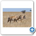 Roan Antilope