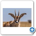 Roan Antilope