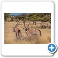 Oryx