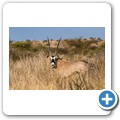 Oryx