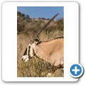 Oryx