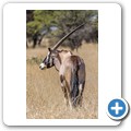 Oryx