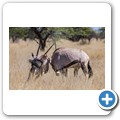 Oryx
