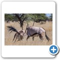 Oryx