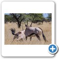 Oryx