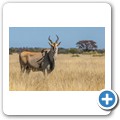 Elenantilope