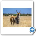 Elenantilope