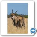 Elenantilope
