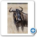 Gnu
