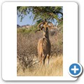 Kudu