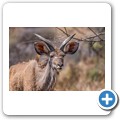 Kudu