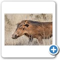 Warzenschwein