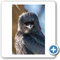 Trauerdrongo