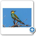 Bienenfresser