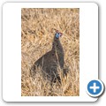 Perlhuhn