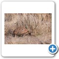 Leopardenschildkr&ouml;te