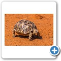 Pantherschildkr&ouml;te