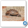 Leopardenschildkr&ouml;te
