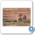 B&ouml;rstenh&ouml;rnchen