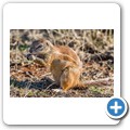 B&ouml;rstenh&ouml;rnchen