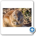 B&ouml;rstenh&ouml;rnchen