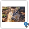 B&ouml;rstenh&ouml;rnchen