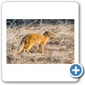 Fuchsmanguste
