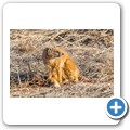 Fuchsmanguste