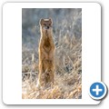 Fuchsmanguste