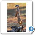 Erdm&auml;nnchen