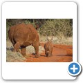 Breitmaulnashorn